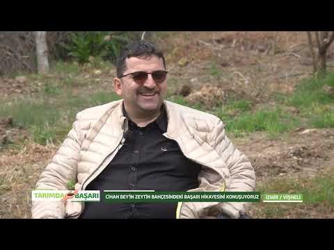 Zeytinde Bakım ve Besleme İzmir Kemalpaşa Vişneli Köyü I Tarımda Başarı