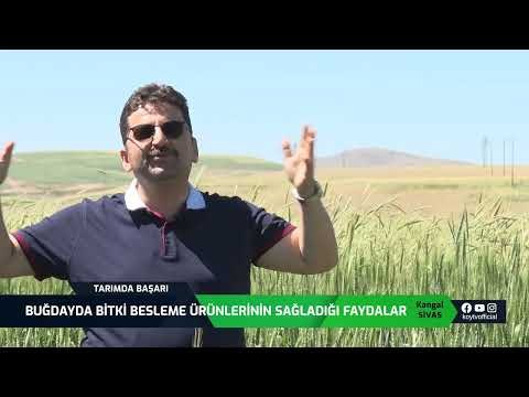 Buğday Üreticimizin Bahçesinden l Tarımda Başarı Sivas Kangal