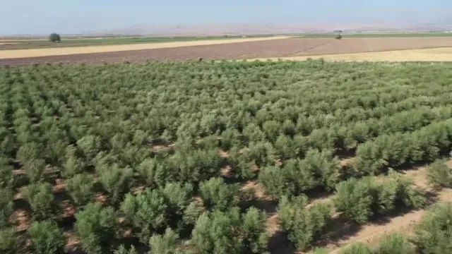 Osmaniye'de Donan Zeytin Bahçesi Nasıl Kurtarıldı?