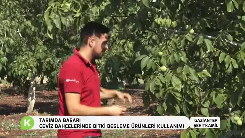 Tarımda Başarı - cevizde besleme