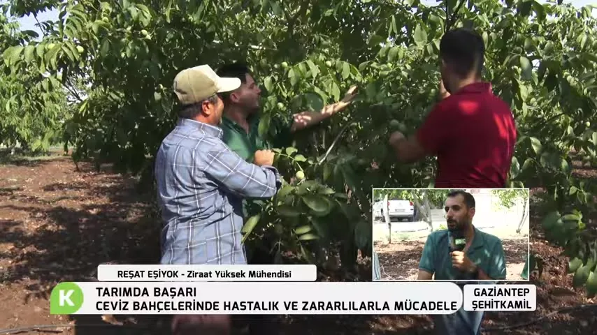 Tarımda Başarı - cevizde besleme