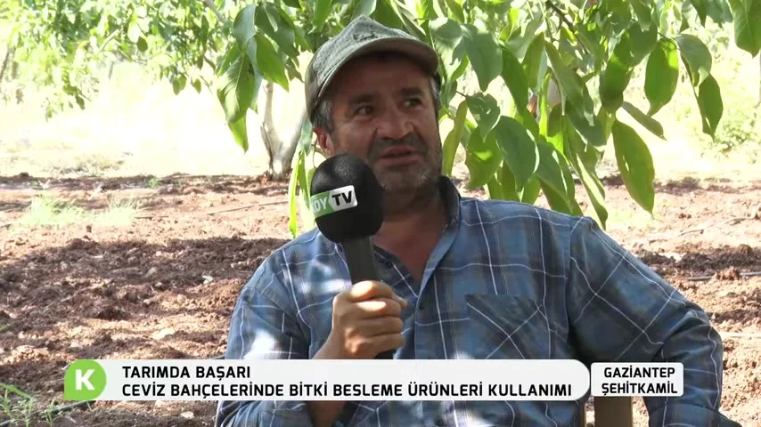 Tarımda Başarı - cevizde besleme