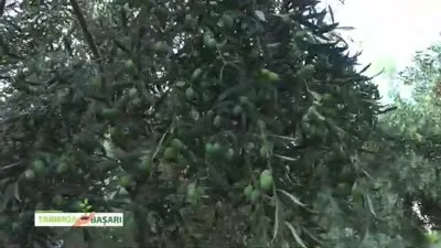 Tarımda Başarı