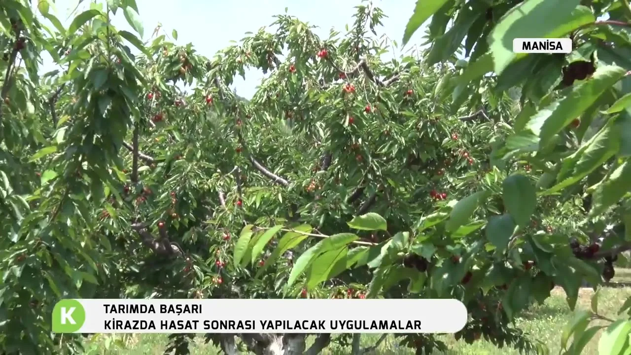 Tarımda Başarı - kiraz besleme