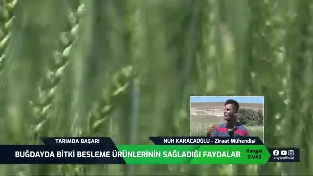 Tarımda Başarı - buğday besleme
