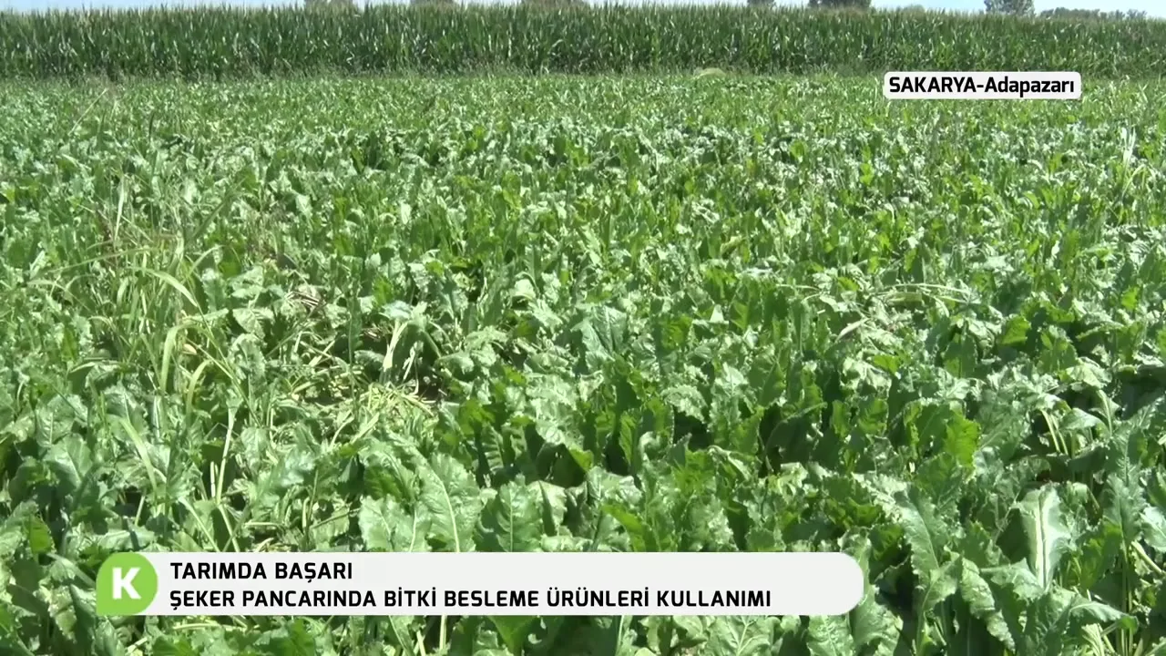 Tarımda Başarı - şeker pancarı