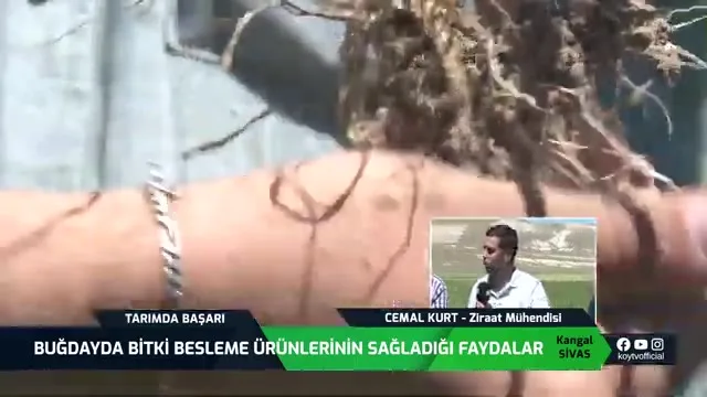 Tarımda Başarı - buğday besleme
