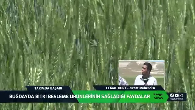Tarımda Başarı - buğday besleme