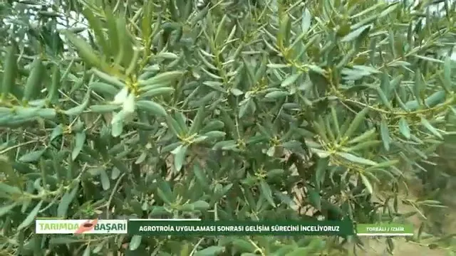 Tarımda Başarı