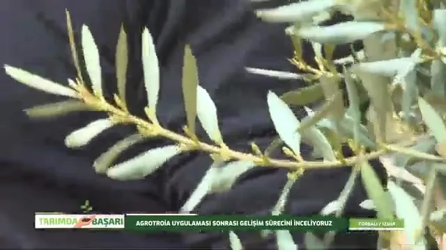 Tarımda Başarı