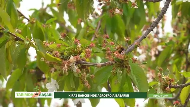 Tarımda Başarı