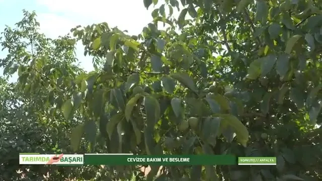 Tarımda Başarı
