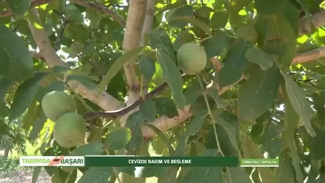 Tarımda Başarı