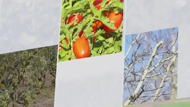 Tarımda Başarı