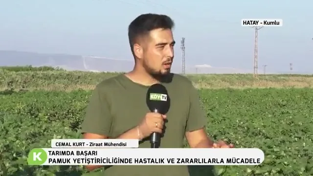 Tarımda Başarı - pamuk besleme