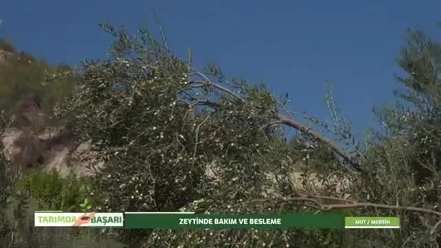 Tarımda Başarı