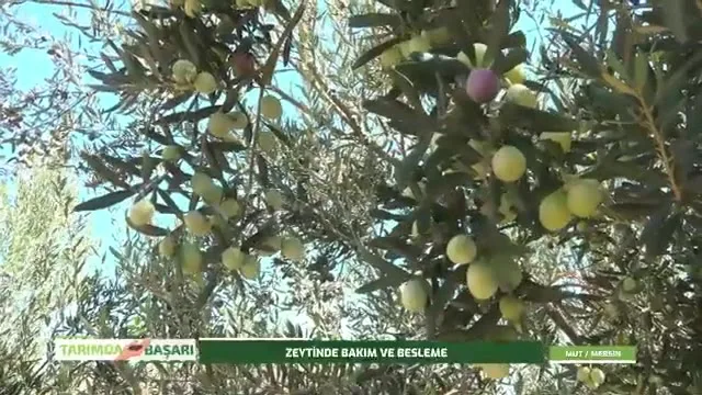 Tarımda Başarı
