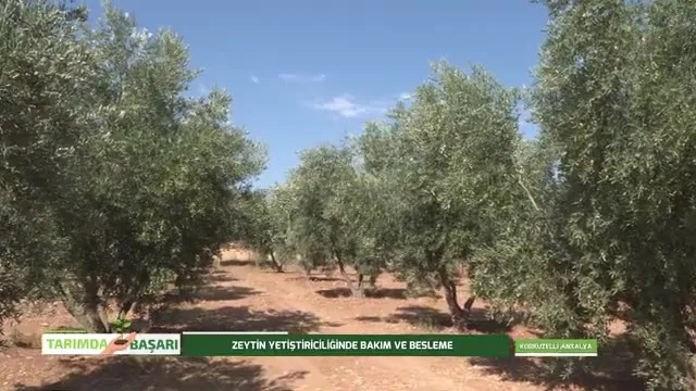 Tarımda Başarı