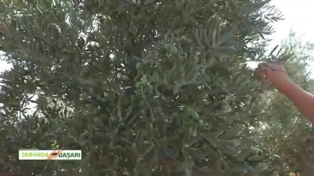 Tarımda Başarı