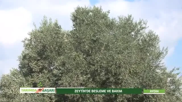 Tarımda Başarı