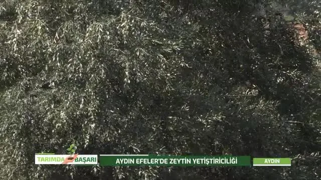 Tarımda Başarı