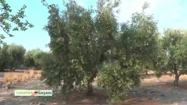 Tarımda Başarı