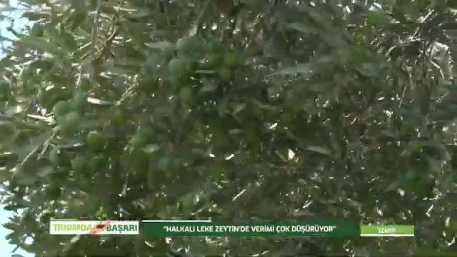 Tarımda Başarı