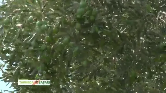 Tarımda Başarı