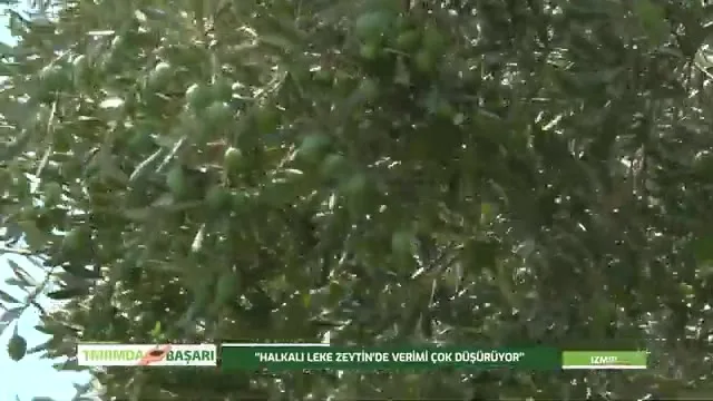 Tarımda Başarı