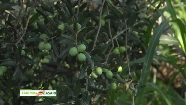 Tarımda Başarı