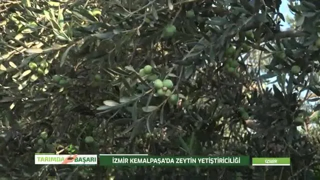 Tarımda Başarı