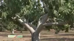Tarımda Başarı