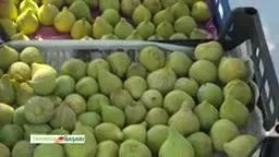 Tarımda Başarı