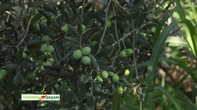 Tarımda Başarı