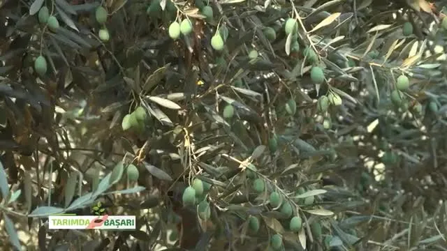 Tarımda Başarı