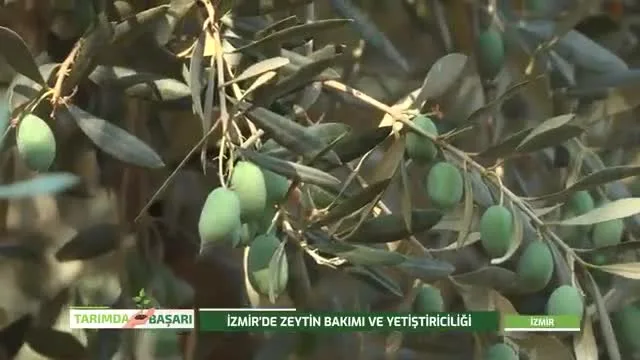 Tarımda Başarı