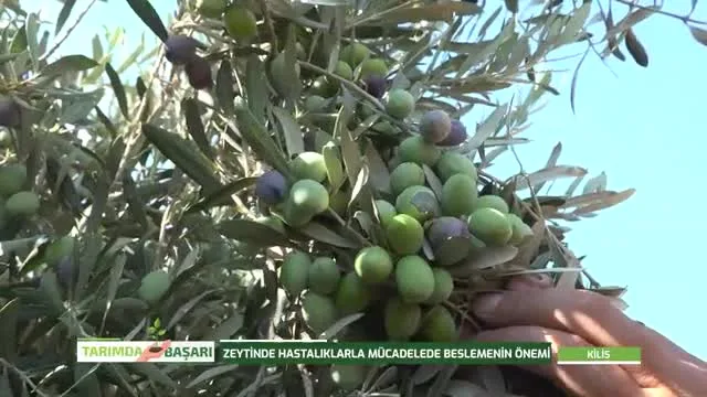 Tarımda Başarı