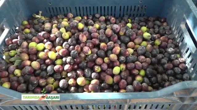 Tarımda Başarı