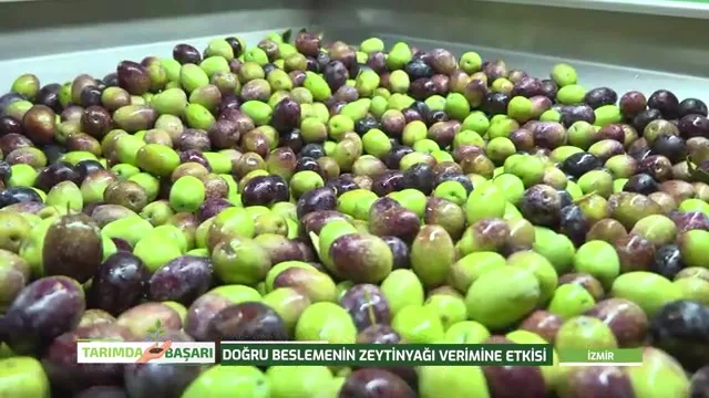 Tarımda Başarı