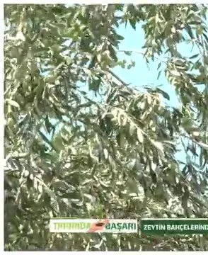 Tarımda Başarı