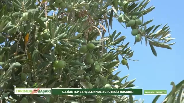 Tarımda Başarı