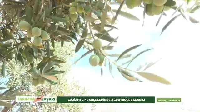 Tarımda Başarı