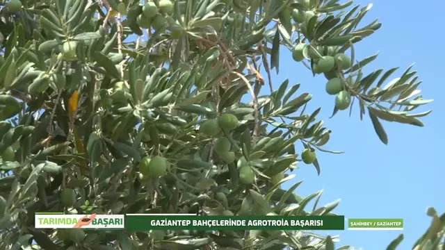 Tarımda Başarı