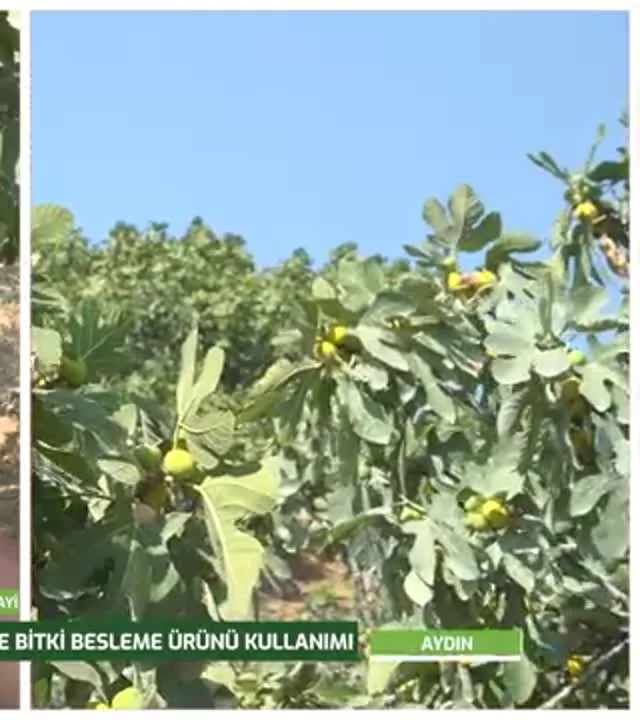 Tarımda Başarı