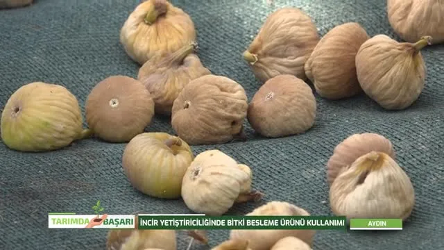 Tarımda Başarı