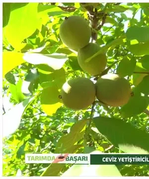 Tarımda Başarı