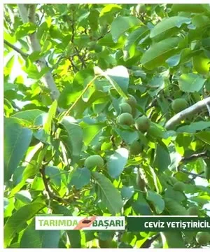 Tarımda Başarı