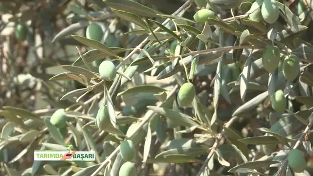 Tarımda Başarı