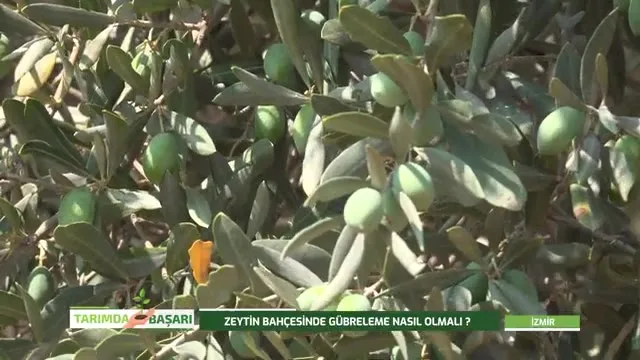 Tarımda Başarı