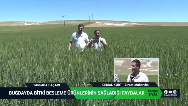 Tarımda Başarı - buğday besleme
